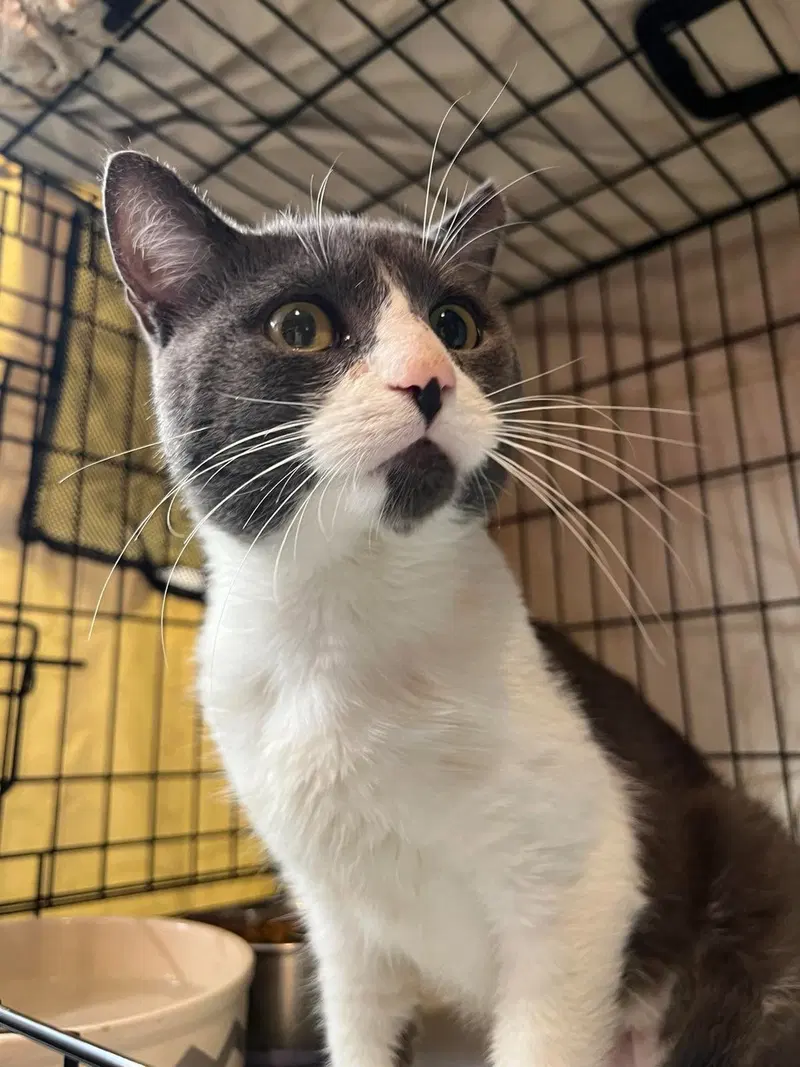Fireweed, an adult male cat up for adoption