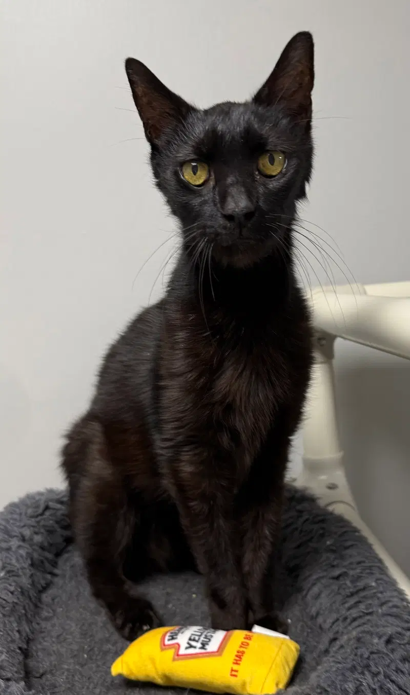 B.I.G., a male cat up for adoption