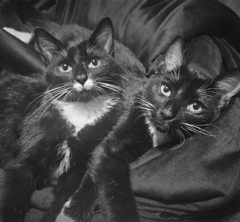 Betty and Boop / Boop, female kittens up for adoption