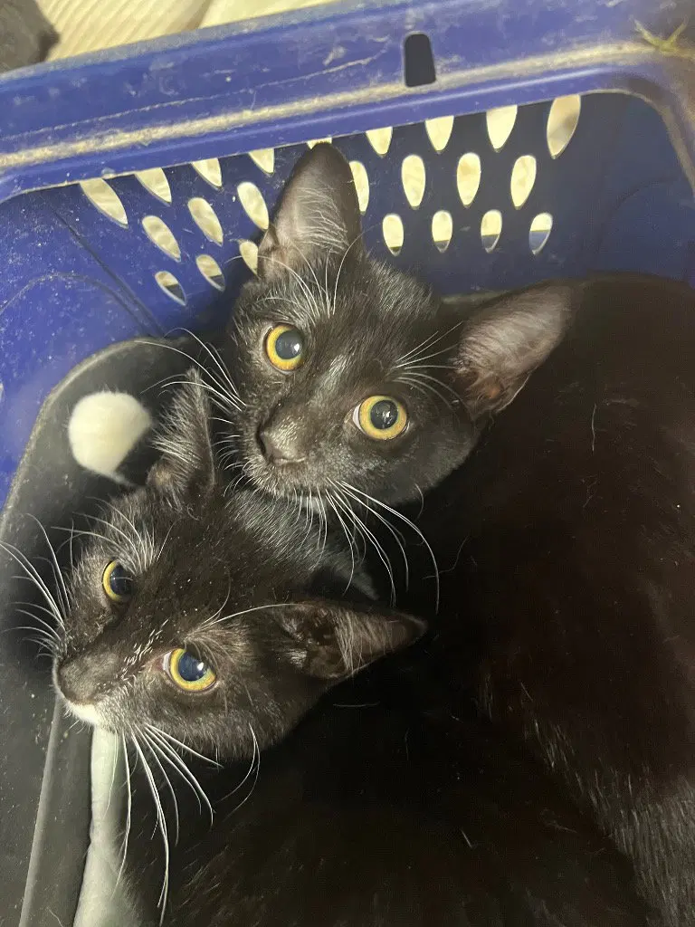 Betty and Boop / Boop, photo 2