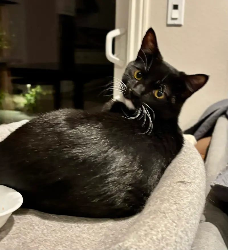 Jasper, a male Tuxedo kitten up for adoption