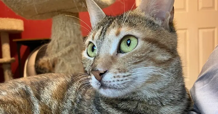 Totti, a young female Egyptian Mau cat up for adoption
