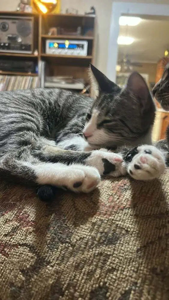 Oscar, a male cat up for adoption
