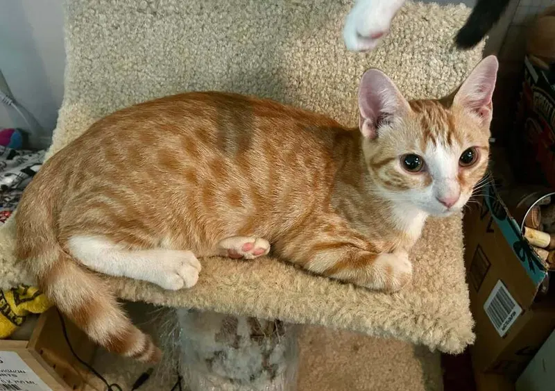 Morgan, a female kitten up for adoption