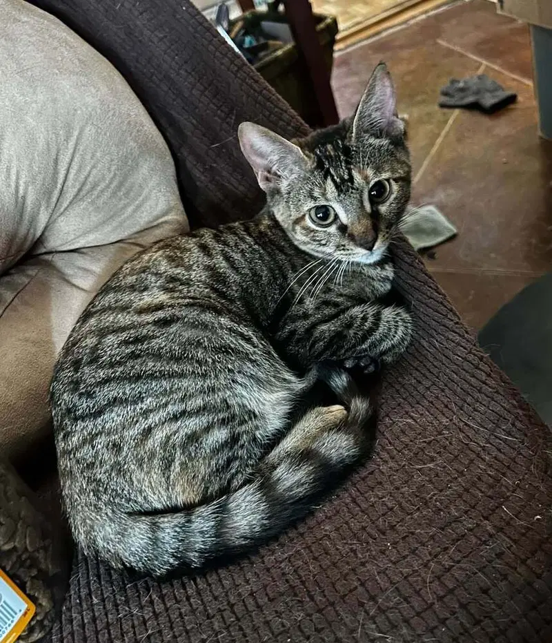 Mollie, a female kitten up for adoption