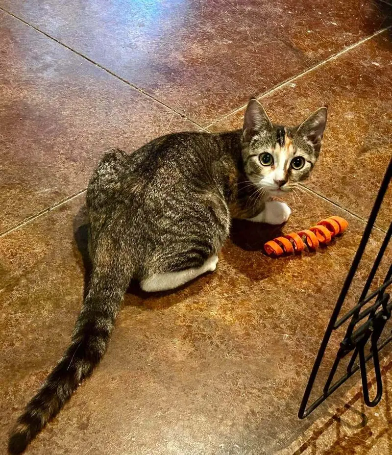 Maddie, a female kitten up for adoption