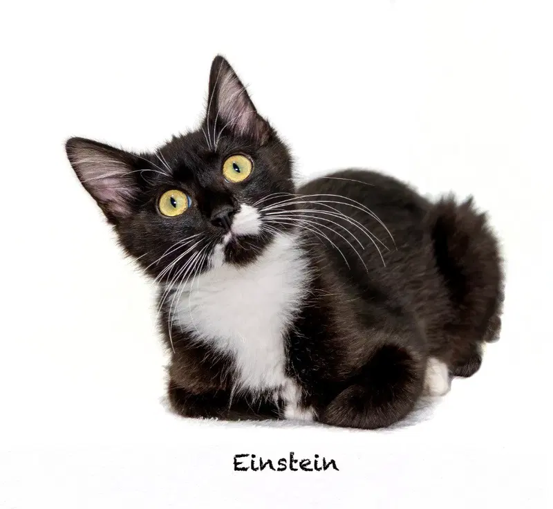 Einstein, a male kitten up for adoption
