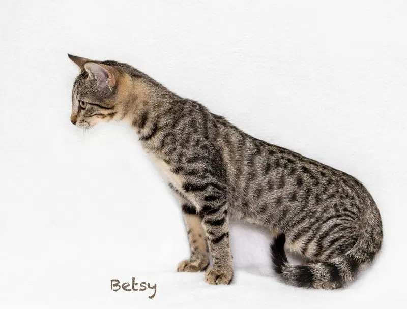 Betsy, a female kitten up for adoption