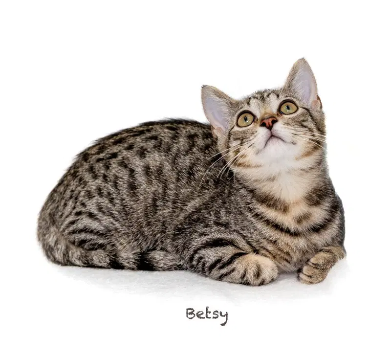 Betsy, photo 2