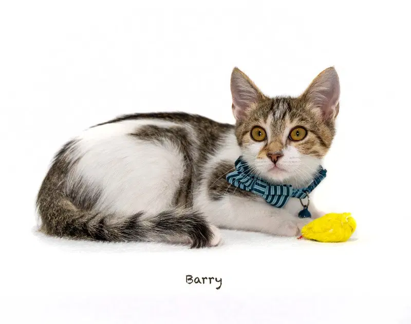Barry, a male kitten up for adoption