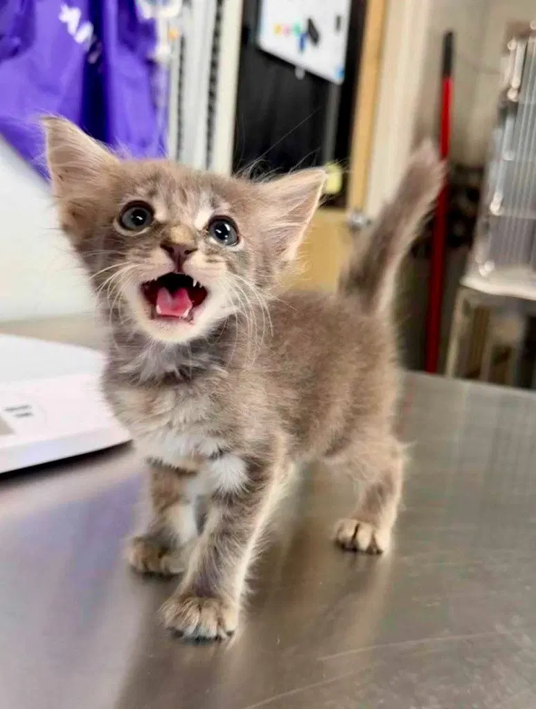 Arashi, a female kitten up for adoption