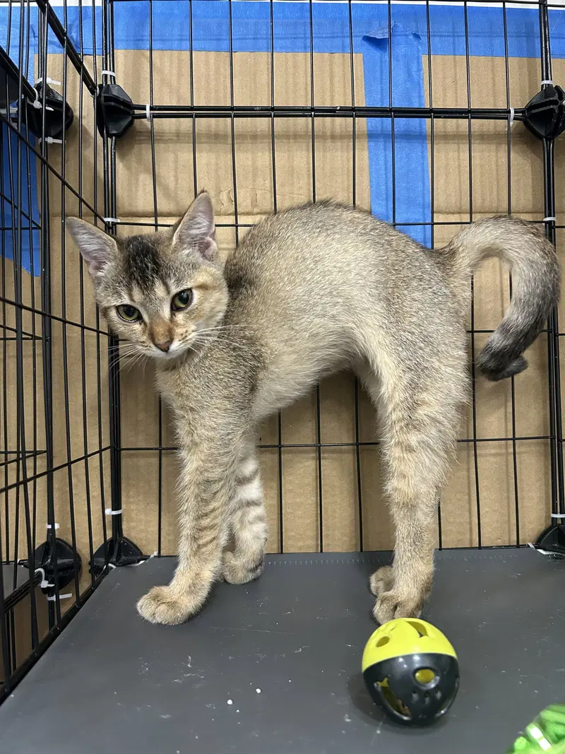 Raspberry, a young female Abyssinian cat up for adoption