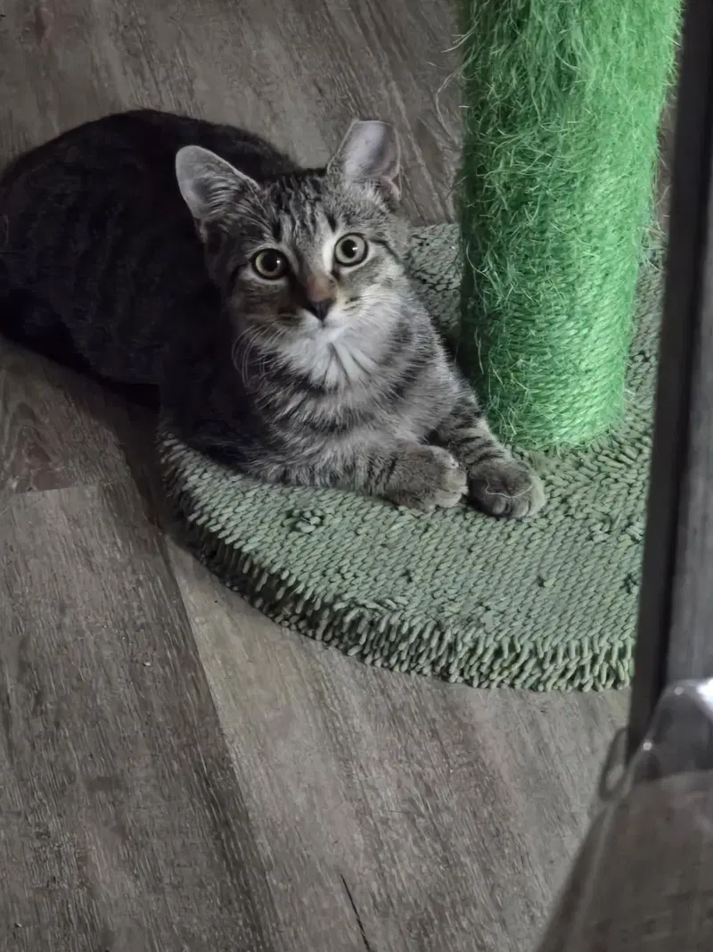 Widget, photo 2