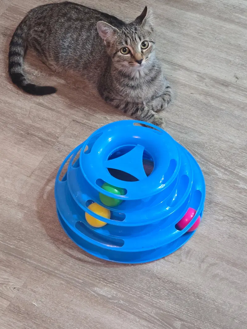 Widget, photo 3