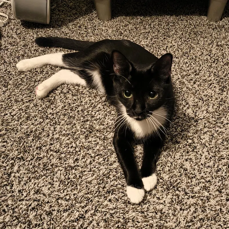 Morgan, an adult female cat up for adoption