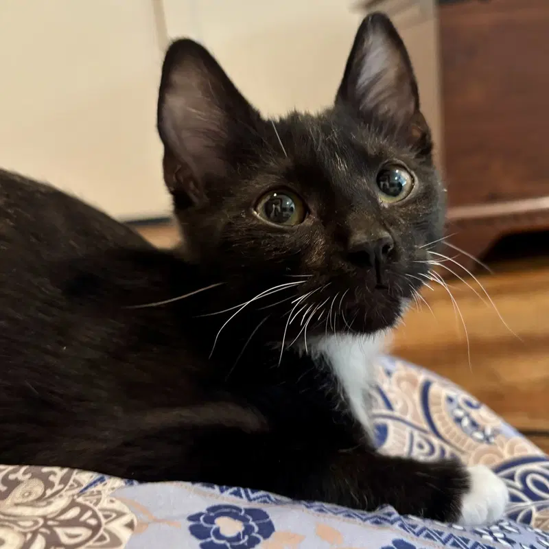 Milo, photo 9