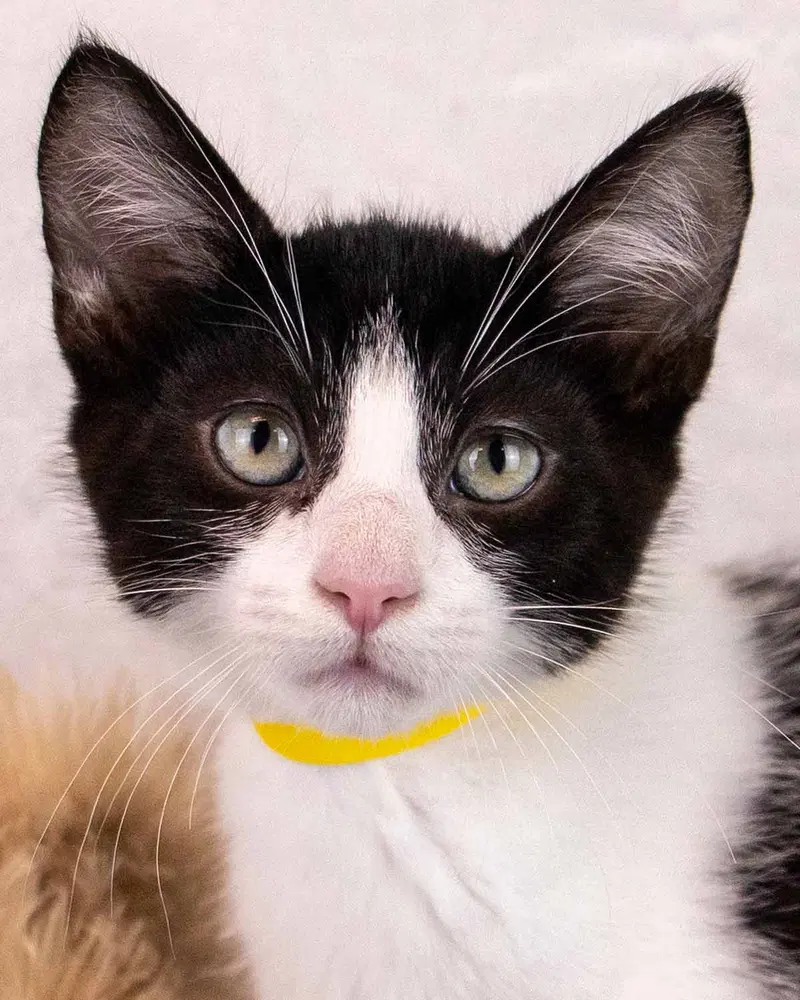 Cashew, a male kitten up for adoption