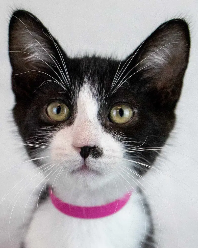 Pistachio, a female kitten up for adoption
