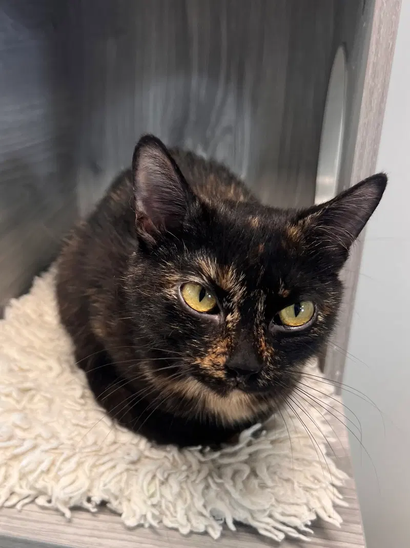Acornett, a young female Tortoiseshell cat up for adoption