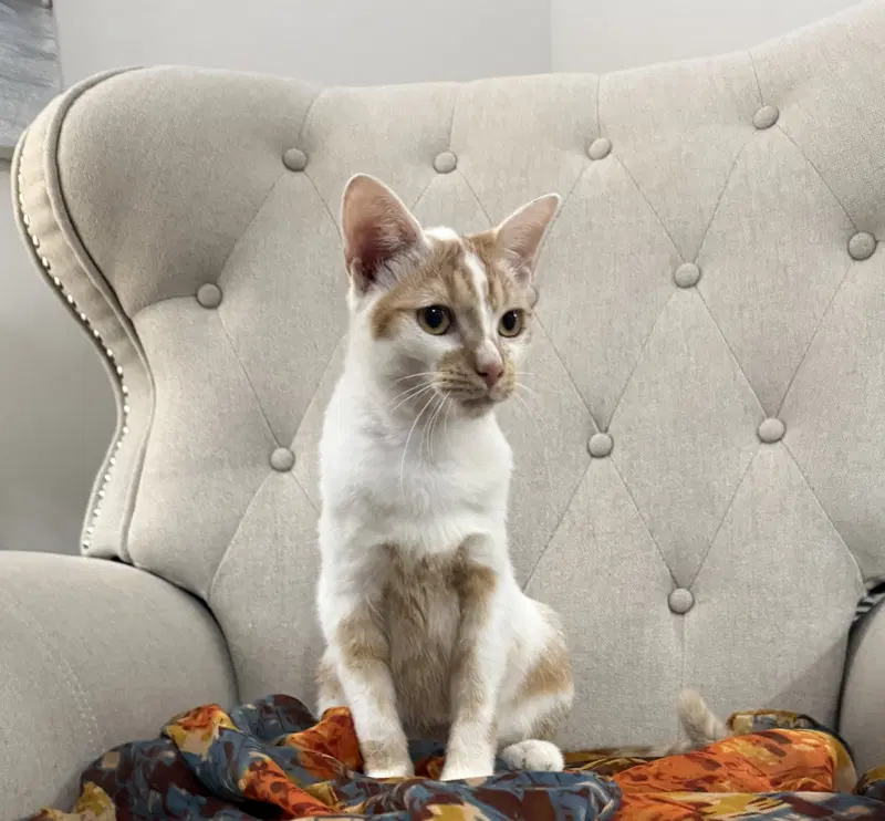 Pinto, a young male cat up for adoption