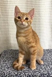 Kitten Sunny, a male Tabby kitten up for adoption