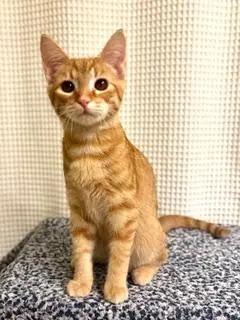 Kitten Sunny, photo 3