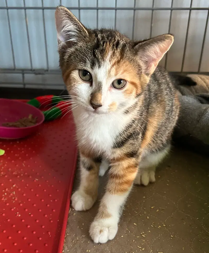 Amber Read, photo 2