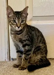Kitten Chip, a male Tabby kitten up for adoption