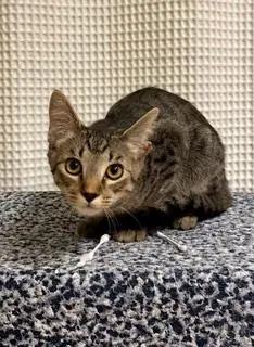 Kitten Chip, photo 2