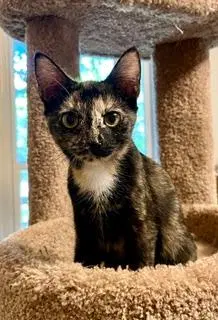 Kitten Lucky Lady, a female Tortoiseshell kitten up for adoption