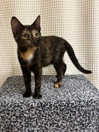 Kitten Lucky Lady, photo 3