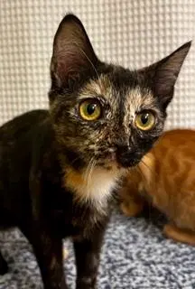 Kitten Lucky Lady, photo 2