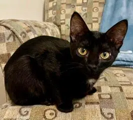 Kitten Jinx, a female kitten up for adoption