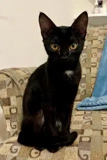 Kitten Jinx, photo 2