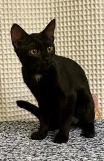 Kitten Jinx, photo 3
