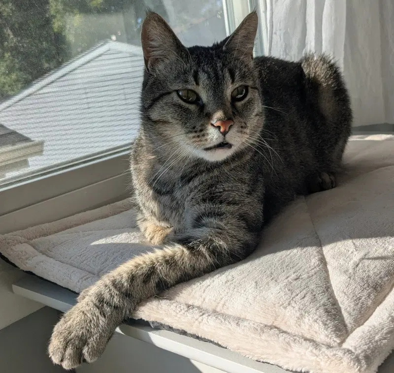 Dobby, an adult male cat up for adoption