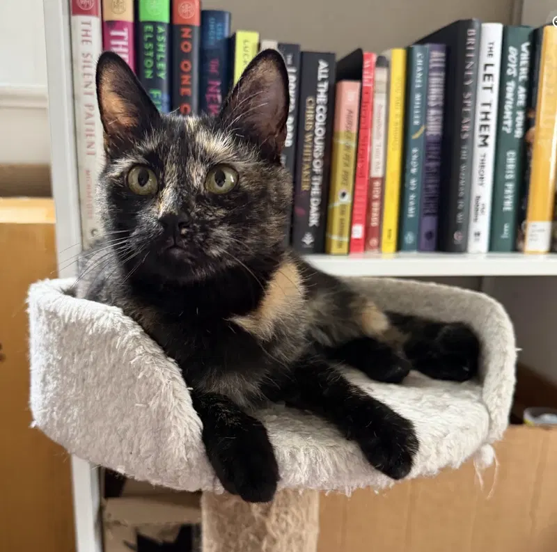 Mary Shelley, a young female cat up for adoption