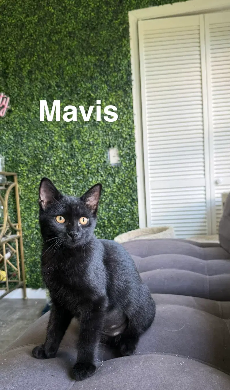 Mavis & Tommy, photo 2