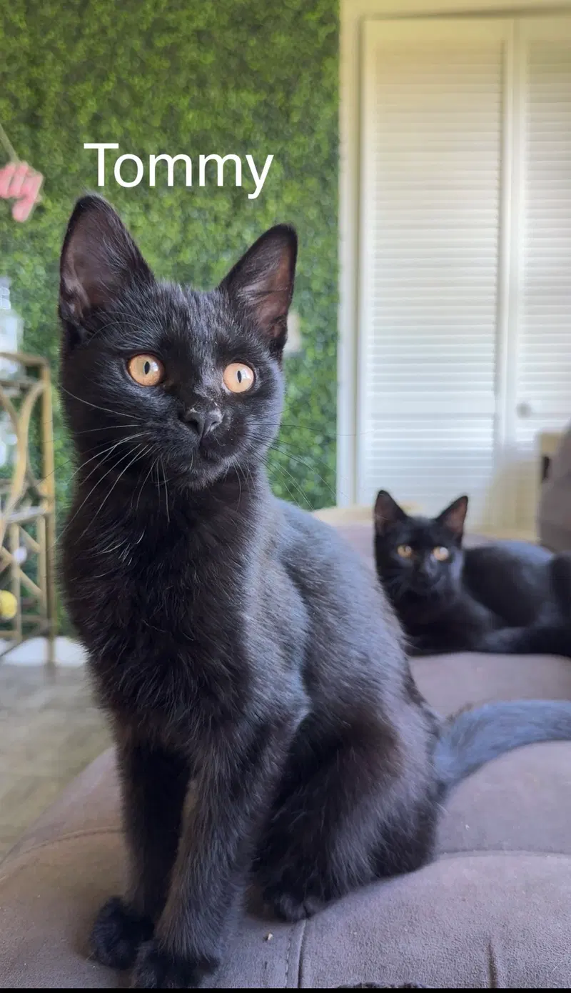 Mavis & Tommy, male kittens up for adoption