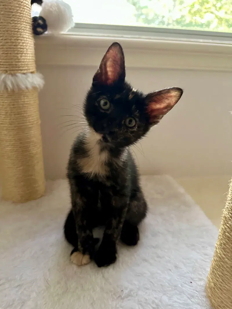 Midnight, a female kitten up for adoption