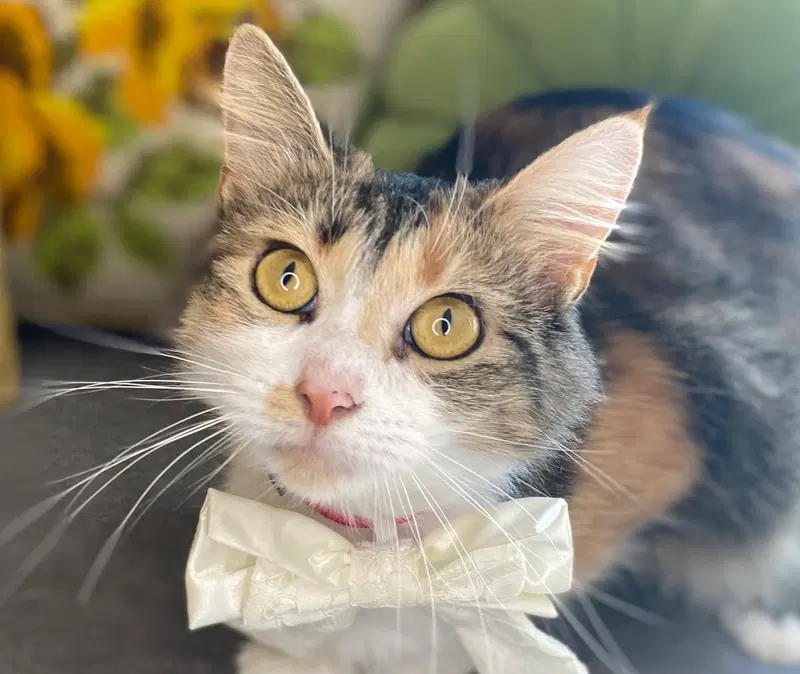 Winnie, an adult female cat up for adoption