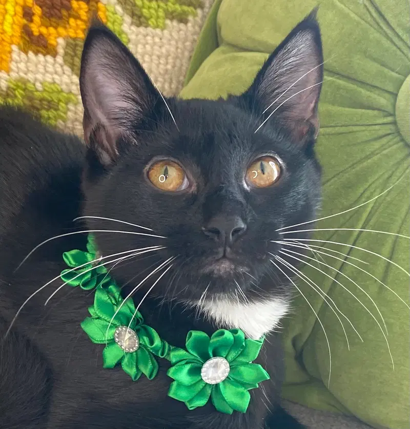 Winona, a female kitten up for adoption