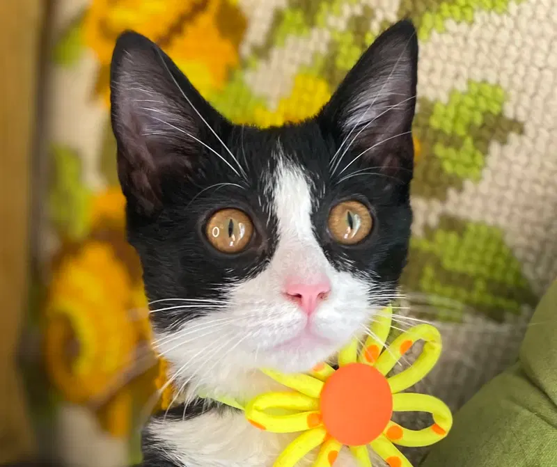 Wilhelmina, a female kitten up for adoption