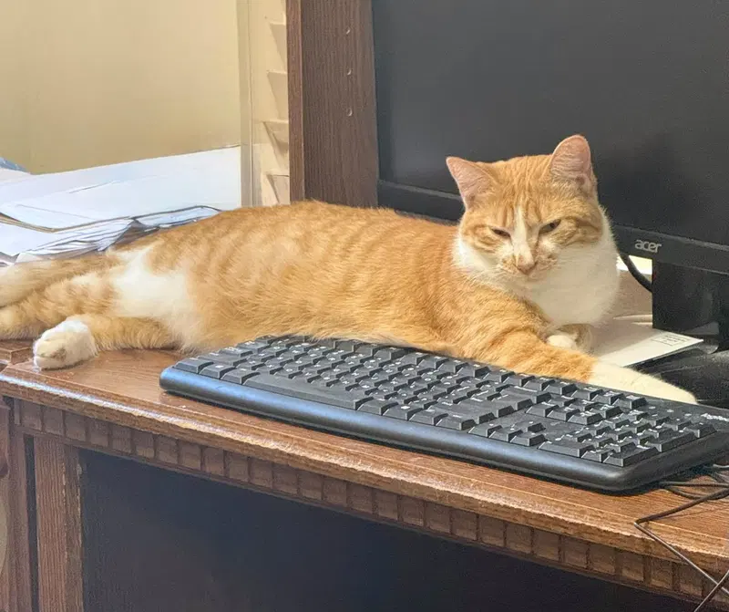 Amber, a young female Tabby cat up for adoption