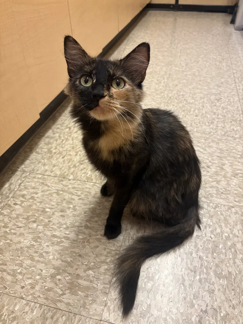 Star, an adult female cat up for adoption