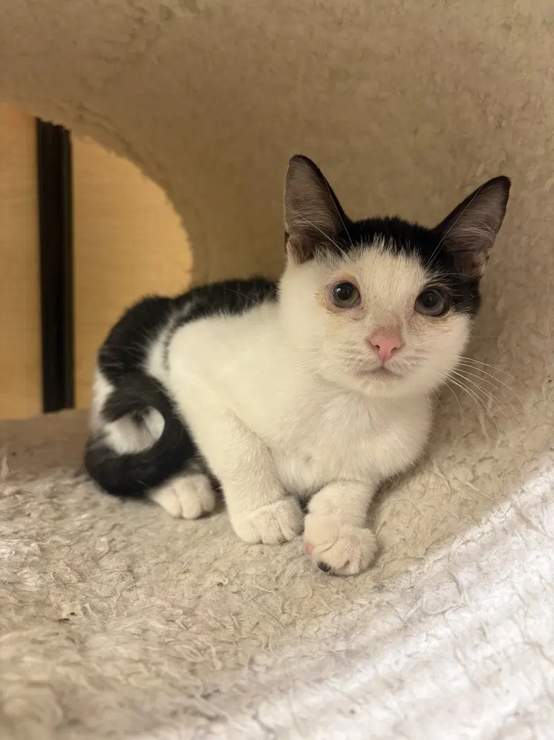 Mulan, a female kitten up for adoption