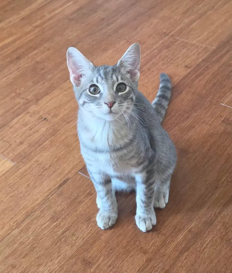 Rebel, a young male cat up for adoption