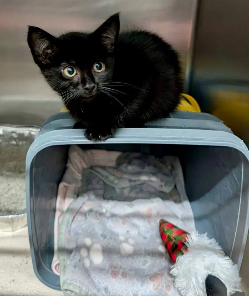 MoonPie, a kitten up for adoption