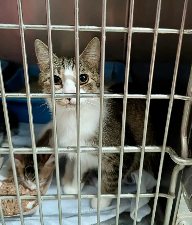 Mango, a young female cat up for adoption