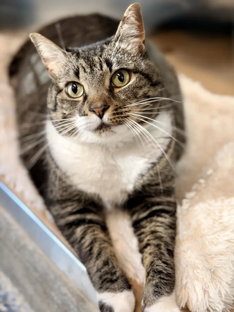 Avery, an adult female cat up for adoption